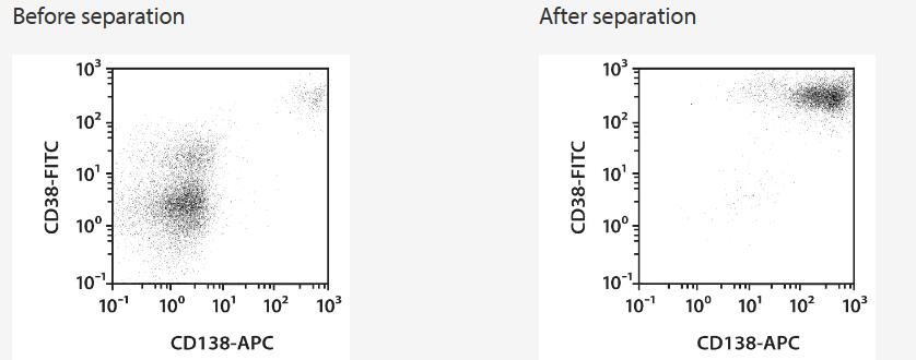 Separation of a whole blood sample using Multiple Myeloma CD138 MicroBeads and the autoMACS Pro Separator. Cells were fluorescently stained with CD138-APC, CD38-FITC, and CD45-VioBlue and analyzed by flow cytometry using the MACSQuant Analyzer. Cell debris and dead cells were excluded from the analysis based on scatter signals and propidium iodide fluorescence.